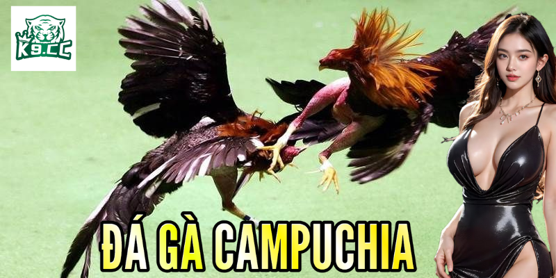 Chiến thuật đảm bảo chiến thắng khi đặt cược đá gà Campuchia