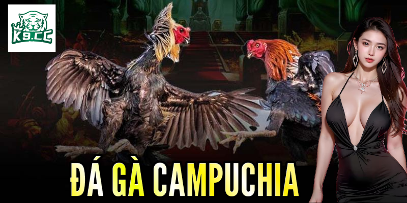 Đá gà Campuchia - Cơ hội tăng thu nhập