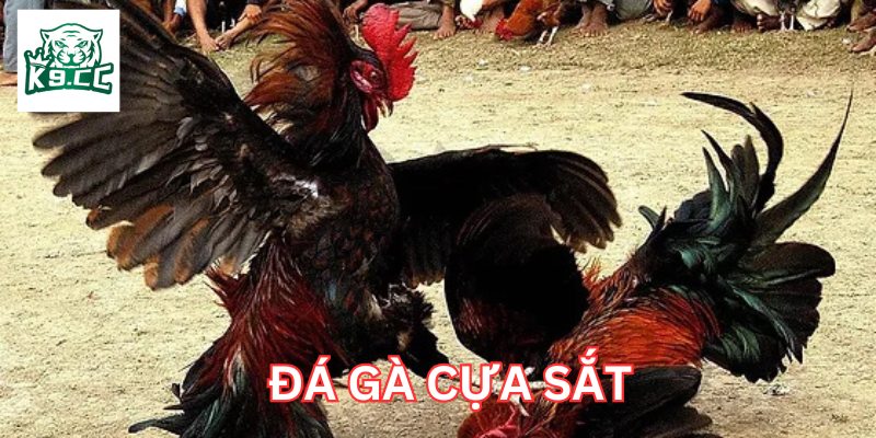 Đá Gà Cựa Sắt có gì đặc biệt