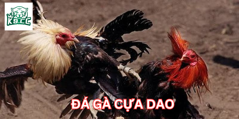 Hiểu rõ chiến kế trong Đá Gà Cựa Dao