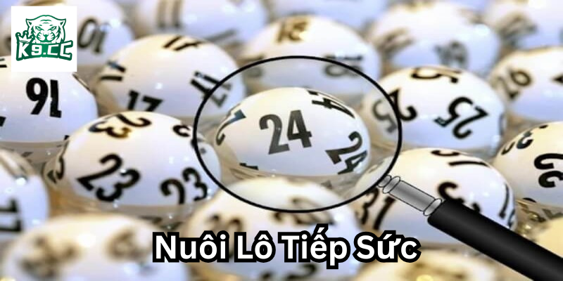 Nuôi Lô Tiếp Sức là gì? 